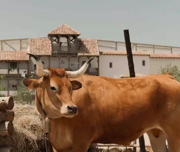 Día mundial de los animales