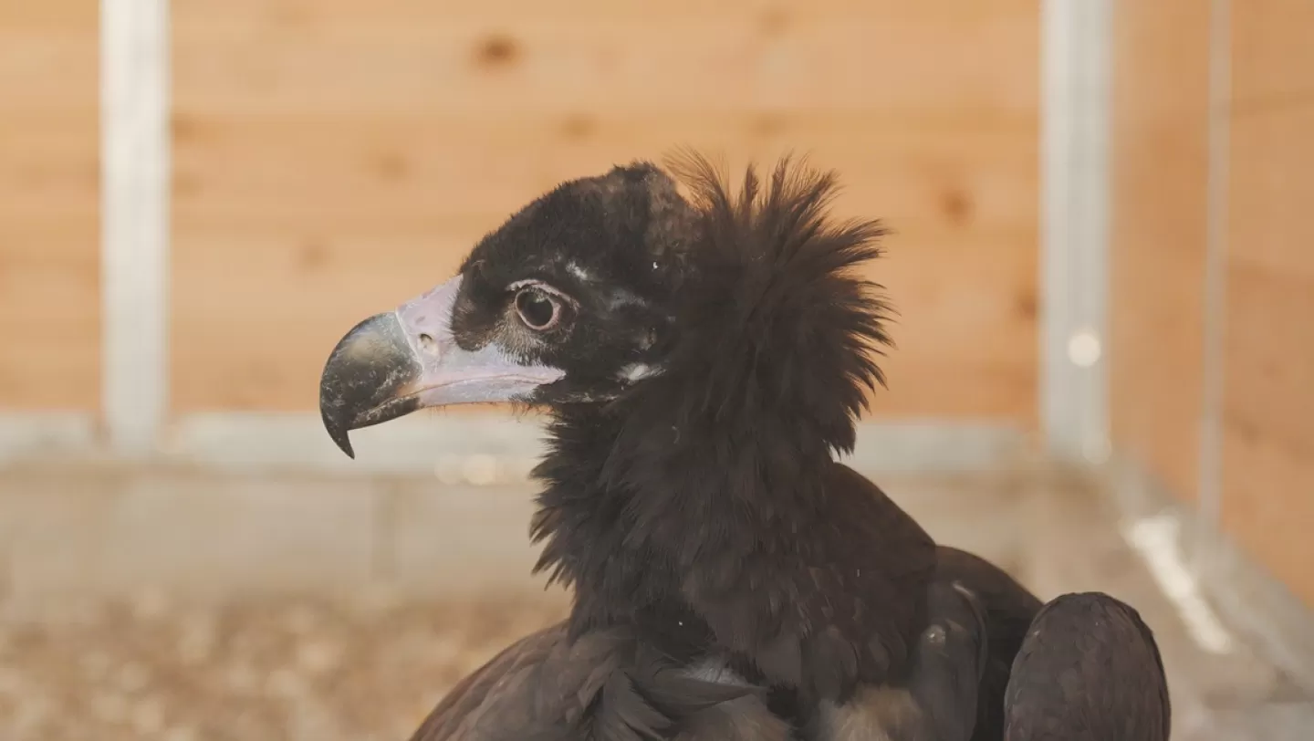 Buitre negro rescatado en Puy du Fou España