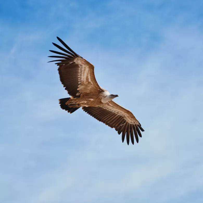 Día mundial del buitre Puy du Fou España