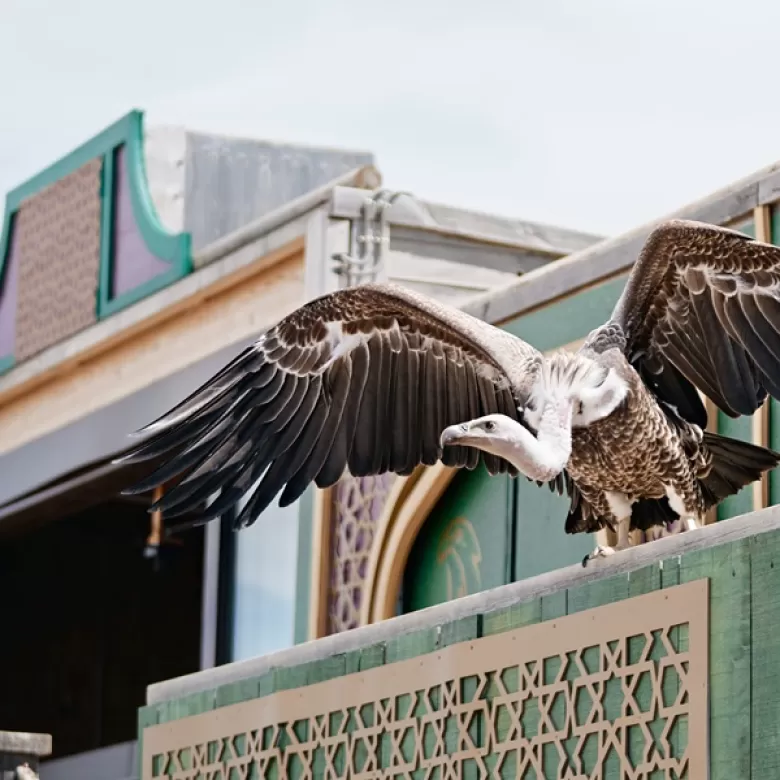 Día del buitre Puy du Fou España