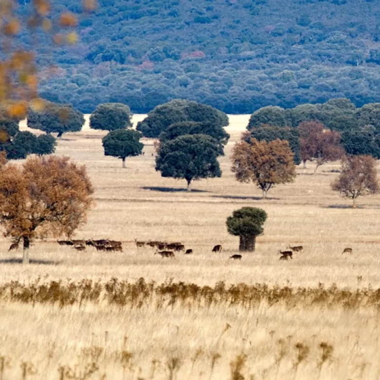 Parque Nacional Cabañeros
