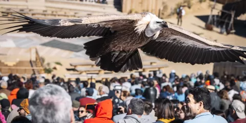 Día del Buitre Puy du Fou España