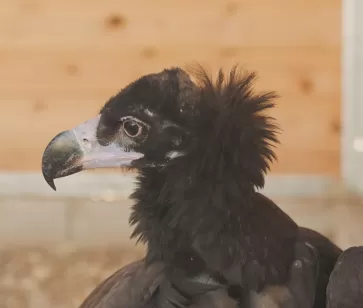 Buitre negro rescatado en Puy du Fou España