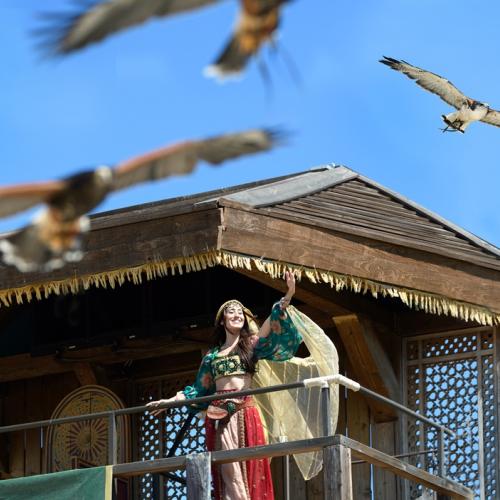 Salama en la torre rodeada de aves en Cetrería de Reyes